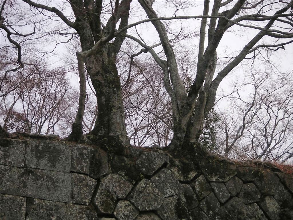 岡城跡 木と石垣